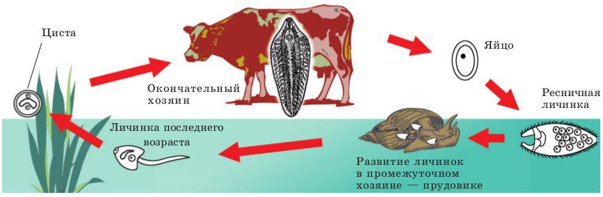 Life cycle of the liver fluke