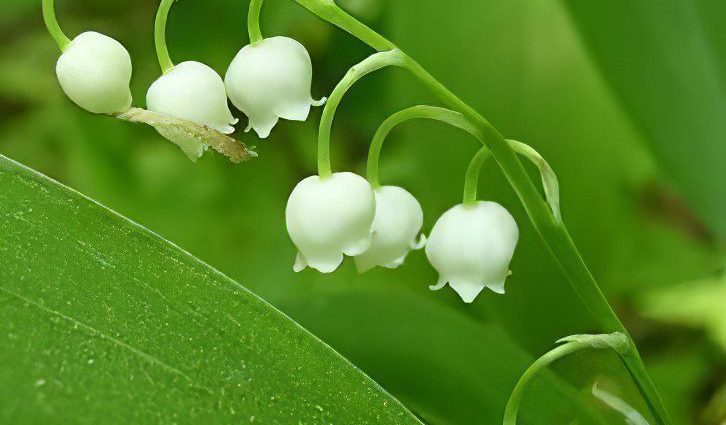 Lily of the Valley May