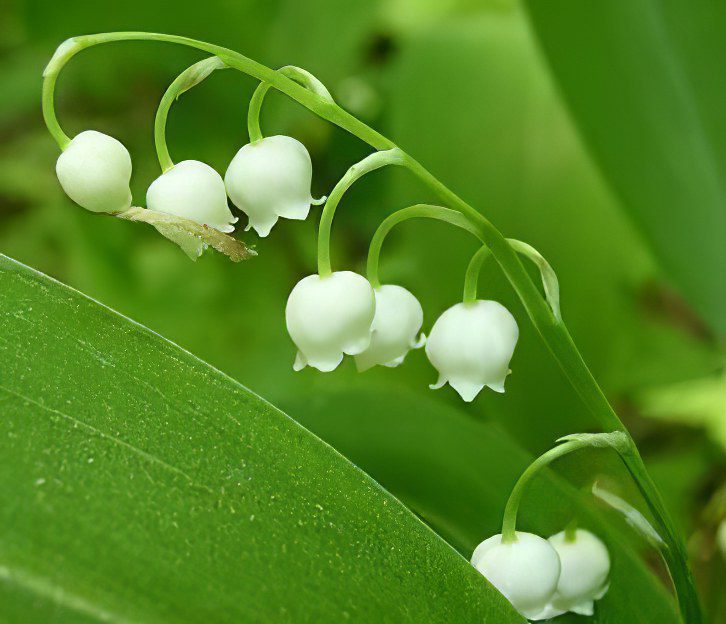 Lily of the Valley May