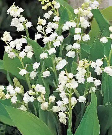Lily of the Valley May