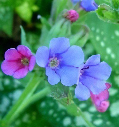 Lungwort