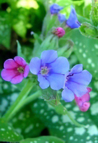 Lungwort