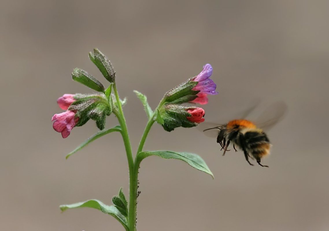 Lungwort