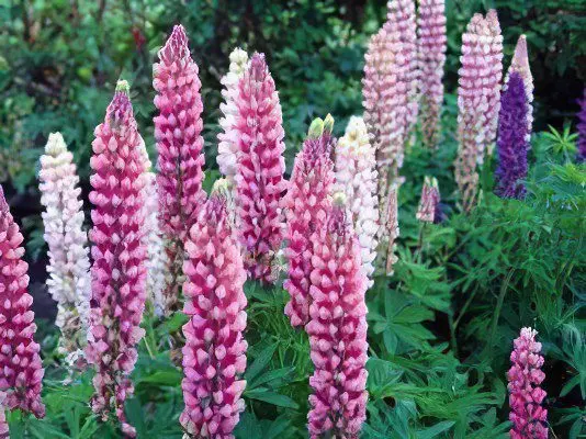 Lupine