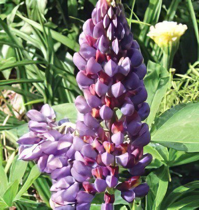 Lupine