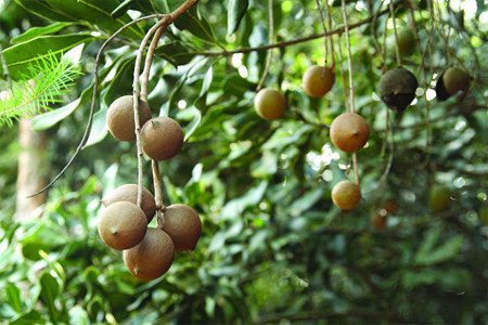 Macadamia: benefits and harms, how much can you eat?