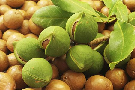 Macadamia: benefits and harms, how much can you eat?