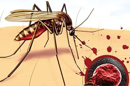 Malaria: first symptoms and treatment