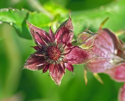 Marsh cinquefoil: useful properties and applications