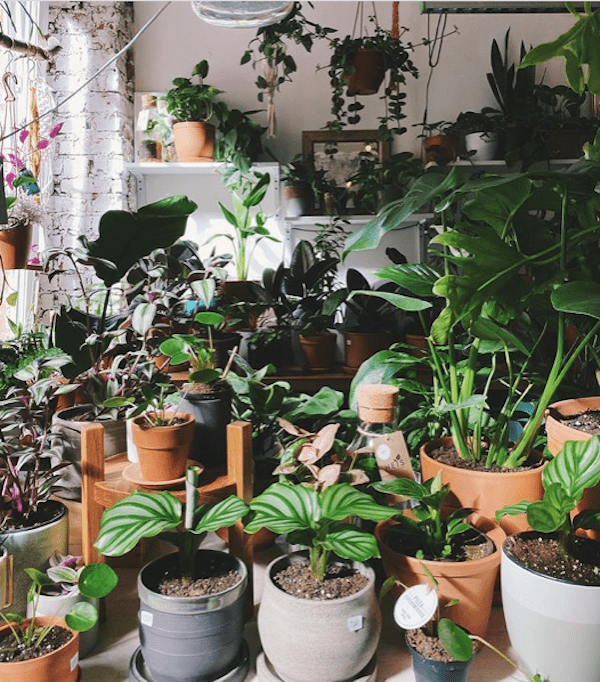 Mass gardening: why millennials are obsessed with house plants