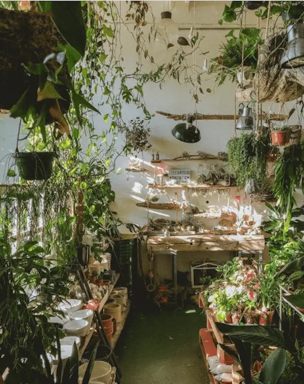 Mass gardening: why millennials are obsessed with house plants