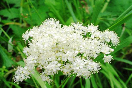 Meadowsweet: medicinal properties, use, contraindications