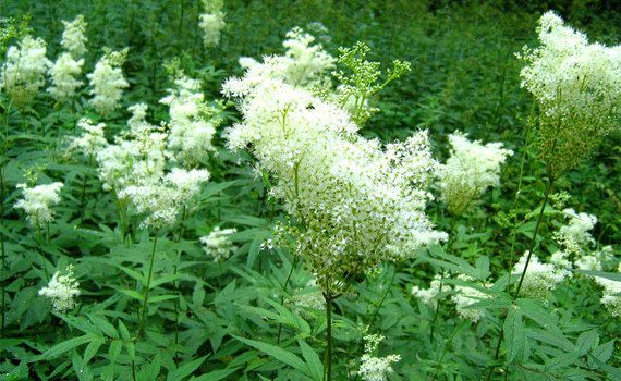 Meadowsweet: medicinal properties, use, contraindications