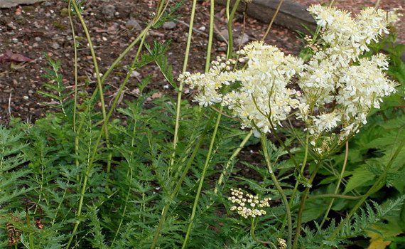 Meadowsweet: medicinal properties, use, contraindications