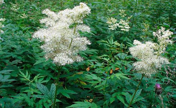 Meadowsweet: medicinal properties, use, contraindications