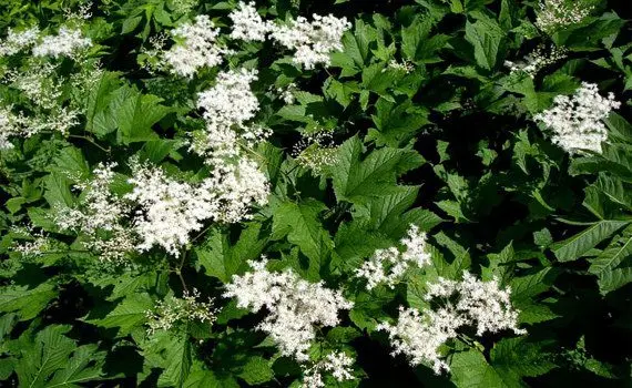 Meadowsweet: medicinal properties, use, contraindications Meadowsweet: medicinal properties, use, contraindications