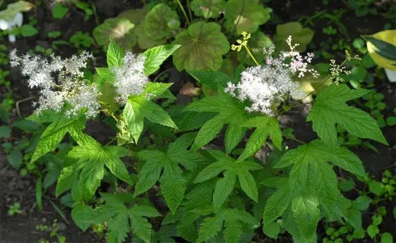 Meadowsweet: medicinal properties, use, contraindications Meadowsweet: medicinal properties, use, contraindications