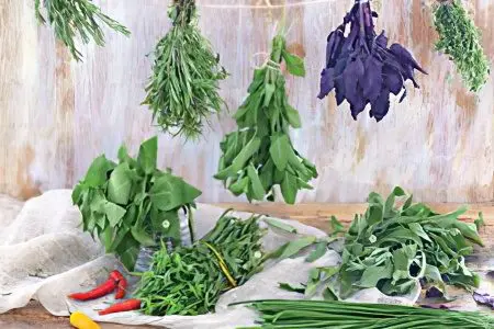 Medicinal herbs for epilepsy