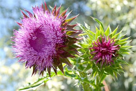 Medicinal herbs for the treatment of the liver