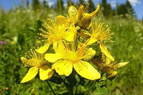 Medicinal properties and contraindications of St. John&#8217;s wort