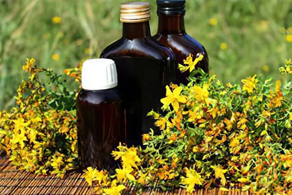 Medicinal properties and contraindications of St. Johns wort