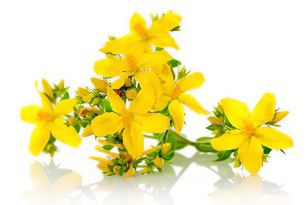 Medicinal properties and contraindications of St. John&#8217;s wort