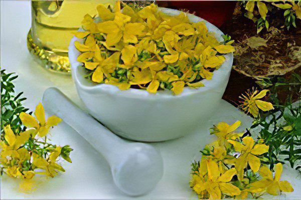 Medicinal properties and contraindications of St. Johns wort