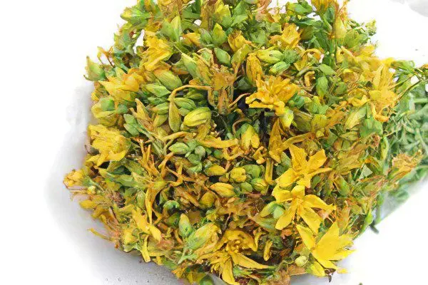 Medicinal properties and contraindications of St. Johns wort