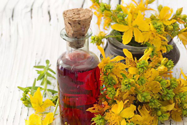 Medicinal properties and contraindications of St. John&#8217;s wort