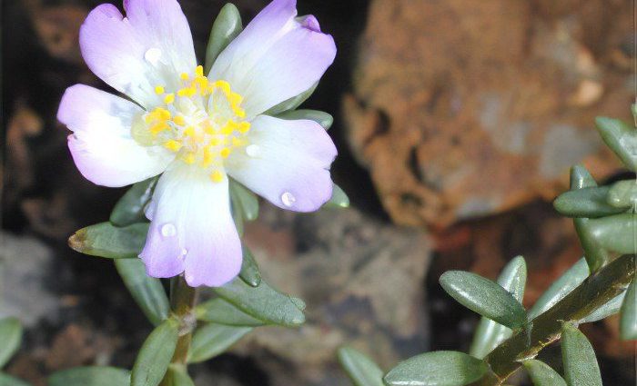 Medicinal properties and recipes for the preparation of garden purslane