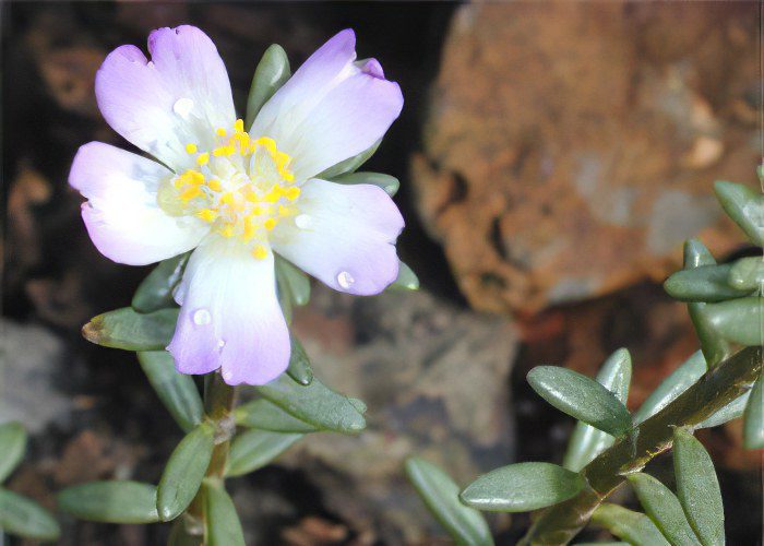 Medicinal properties and recipes for the preparation of garden purslane