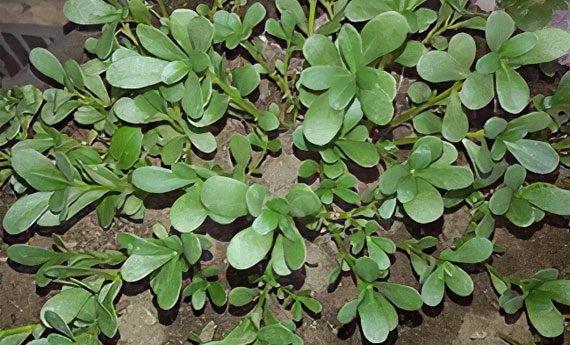 Medicinal properties and recipes for the preparation of garden purslane