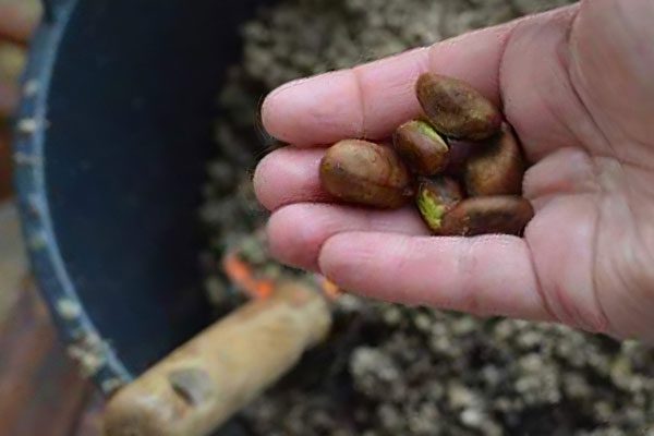 Medlar - what kind of fruit? What does it taste like and how is it eaten?