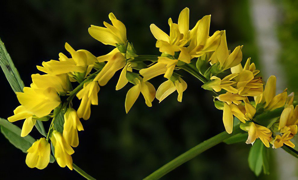 Melilotus officinalis