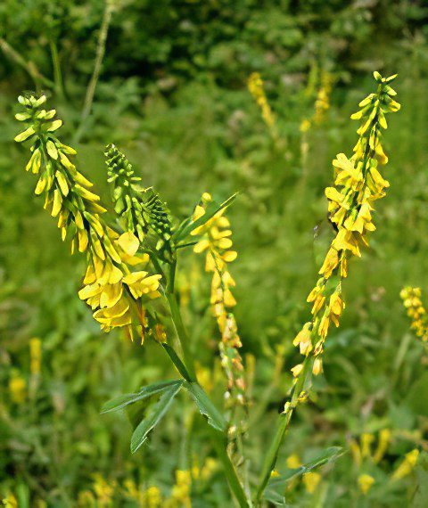 Melilotus officinalis