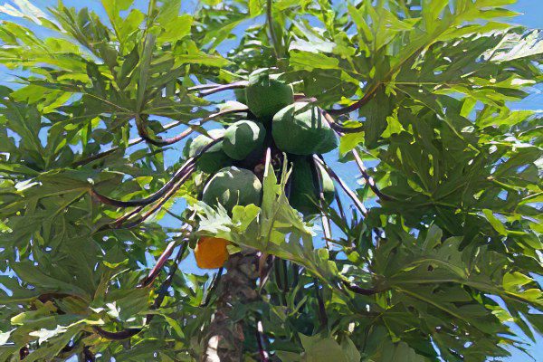 melon tree