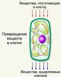 Metabolism: the role and causes of the violation, ways to restore it