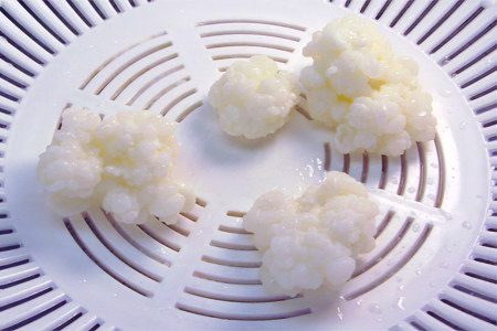 Milk mushroom (Tibetan, kefir)