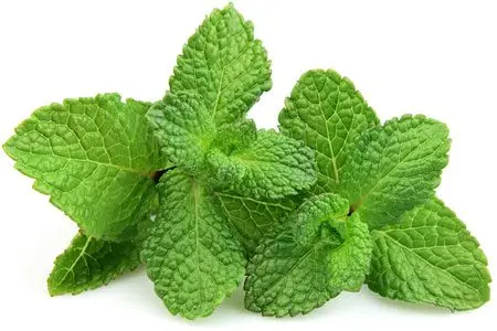 Mint: useful and medicinal properties, recipes, types