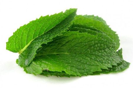 Mint: useful and medicinal properties, recipes, types