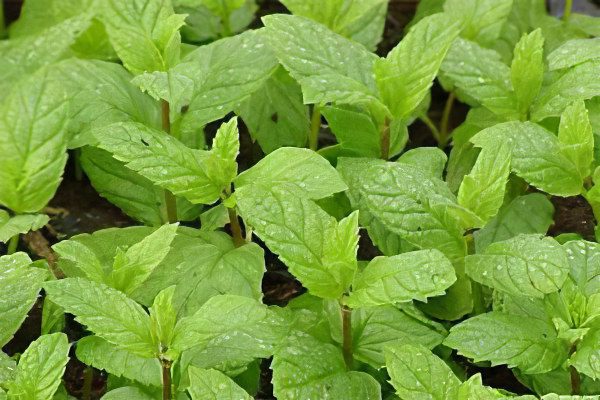 Mint: useful and medicinal properties, recipes, types