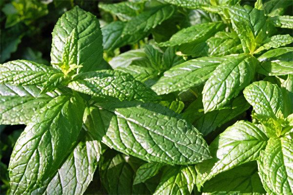 Mint: useful and medicinal properties, recipes, types