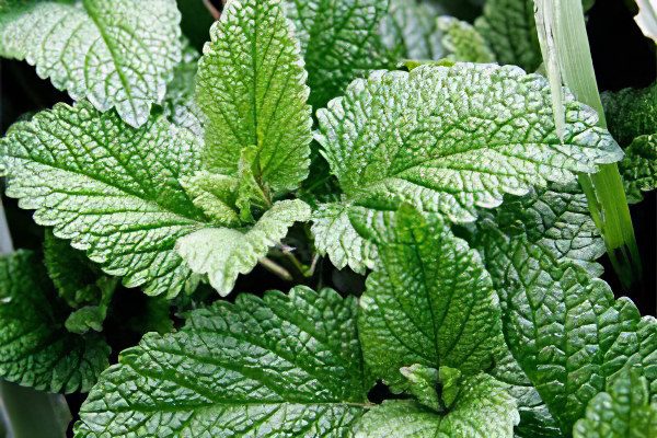 Mint: useful and medicinal properties, recipes, types