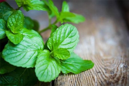 Mint: useful and medicinal properties, recipes, types