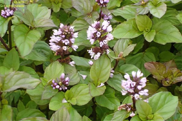 Mint: useful and medicinal properties, recipes, types