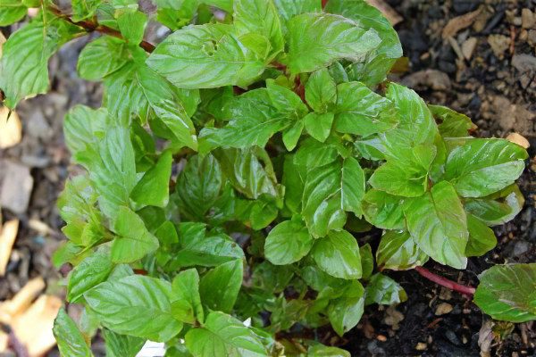 Mint: useful and medicinal properties, recipes, types