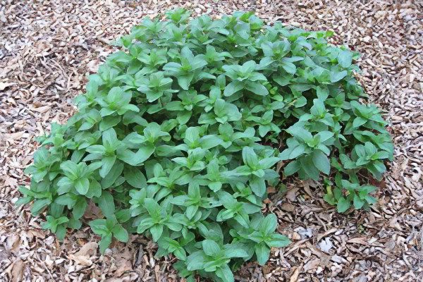 Mint: useful and medicinal properties, recipes, types