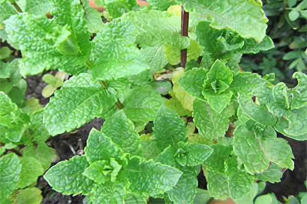 Mint: useful and medicinal properties, recipes, types