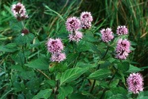 Mint: useful and medicinal properties, recipes, types