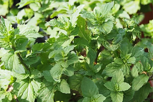 Mint: useful and medicinal properties, recipes, types